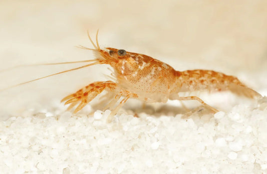 CAMBARELLUS PATZCUARENSIS 2-2.5CM