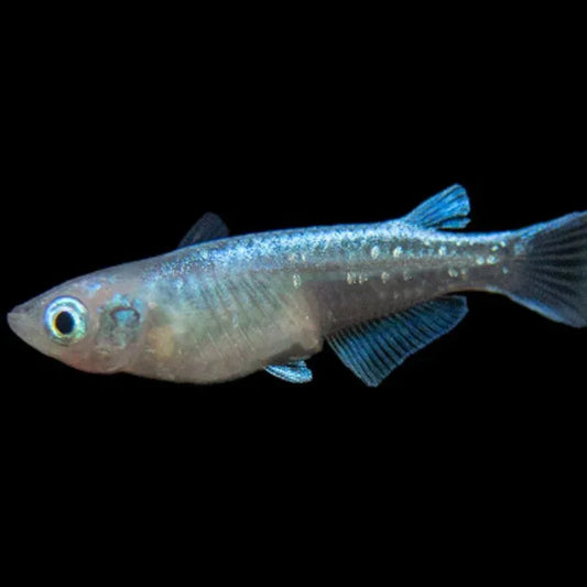 ORYZIAS LATIPES BLUE 2.7-3CM
