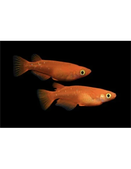 ORYZIAS LATIPES DEEP ORANGE 2.7-3CM