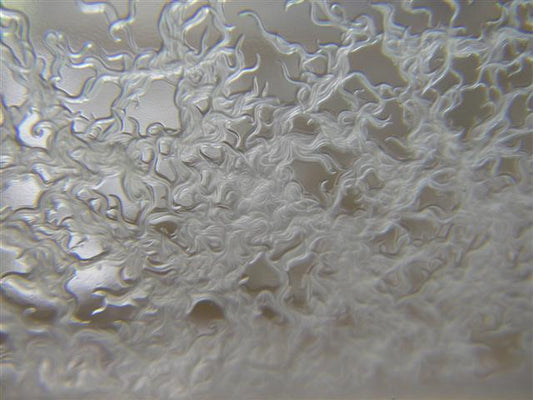 Souches de Microvers – Nourriture vivante essentielle pour vos alevins