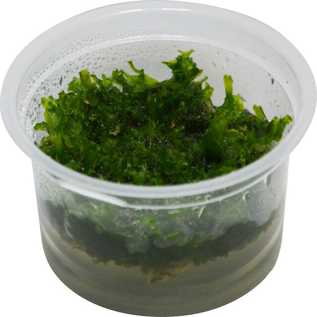 Easy Grow 82 Monosolenium Tenerum
