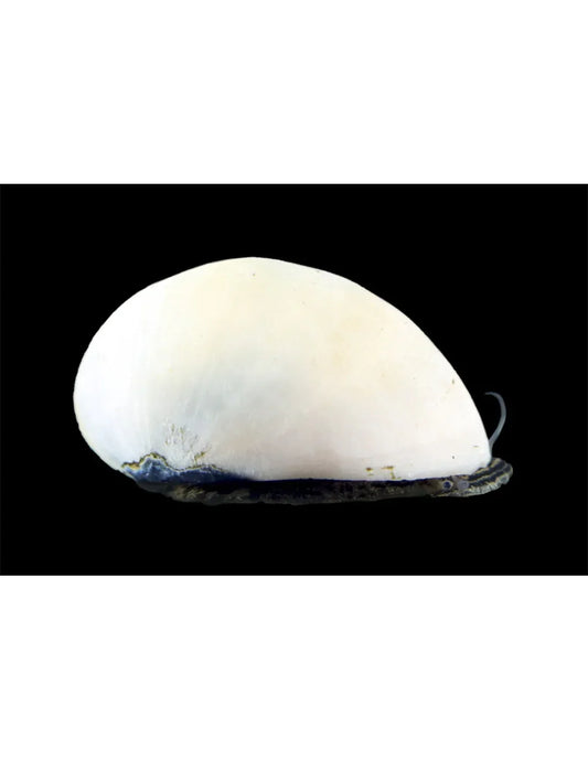 Neritina sp. Beluga – Escargot nettoyeur d'aquarium 1-1.5 cm