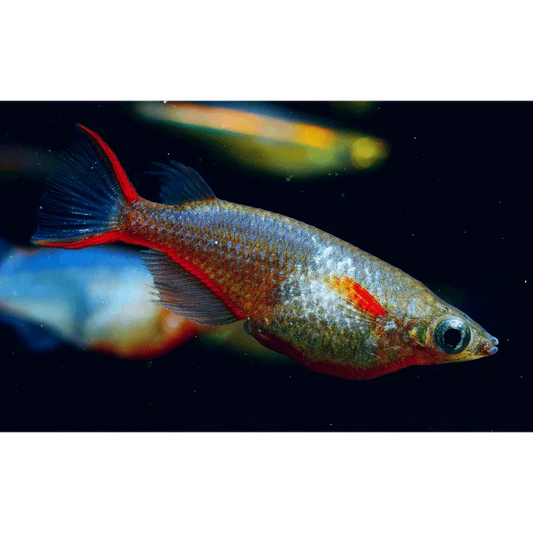 ORYZIAS WOWORAE 1.7-2.2CM