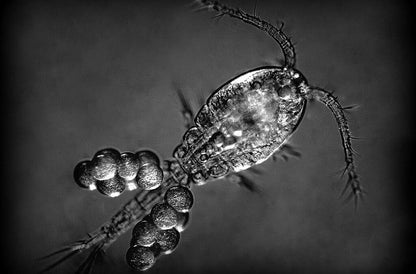 rotíferos de zooplancton 300 ml