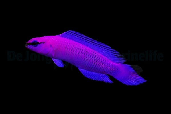 Pseudochromis fridmani