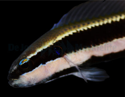 Pseudochromis sankeyi