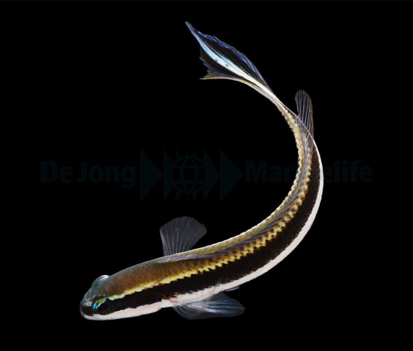 Pseudochromis sankeyi