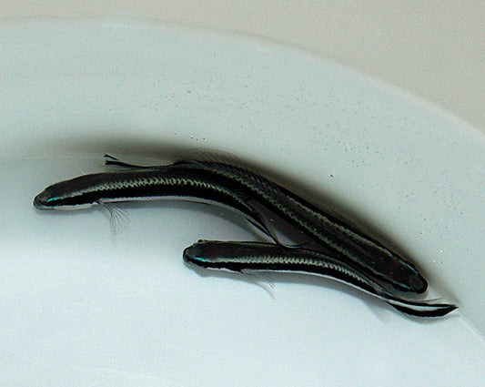 Pseudochromis sankeyi