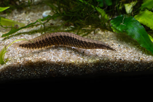 MACROGNATHUS CIRCUMCINCTUS 15-17CM