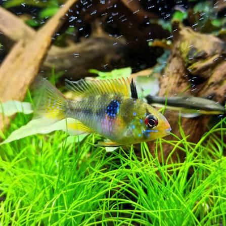 MIKROGEOPHAGUS RAMIREZI 3-3.5CM