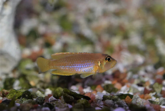 LAMPROLOGUS OCELATUS GOLD 2.5-3CM