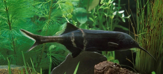 GNATONEMUS PETERSII 5-8CM
