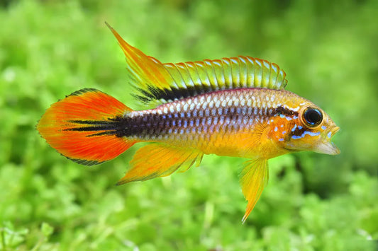 APISTOGRAMMA AGASSIZII DOUBLE RED 3-4CM