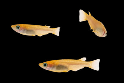 Oryzias latipes "Yokihi" ( Medaka yokihi ) orange claire