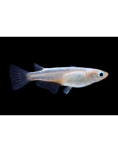 ORYZIAS LATIPES BRILLIANT BLUE 2.7-3CM