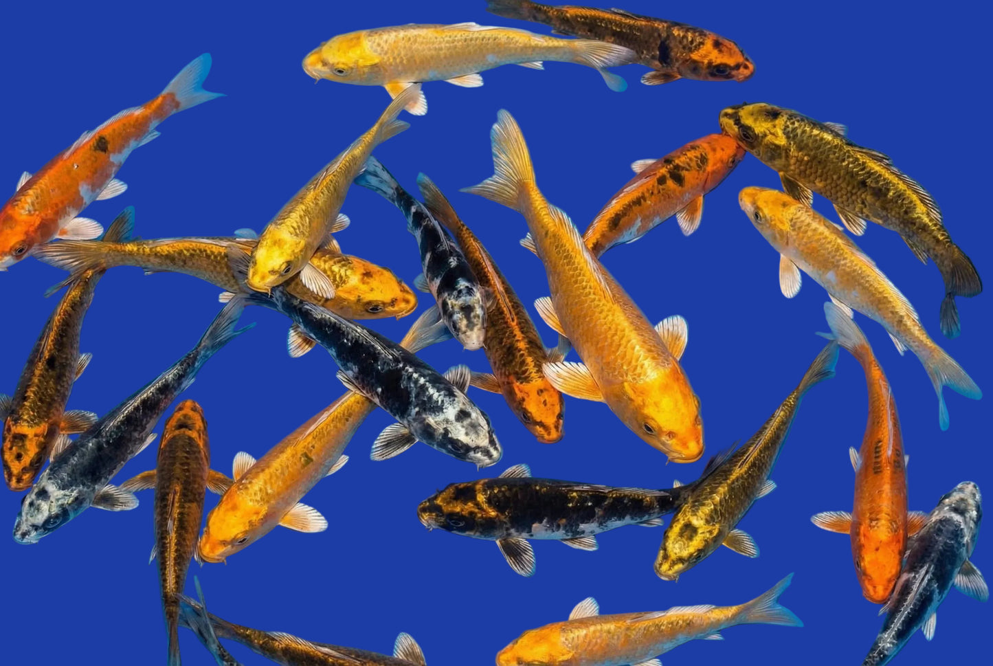 Koi Fantom SBS (Cyprinus carpio Koi Fantom)