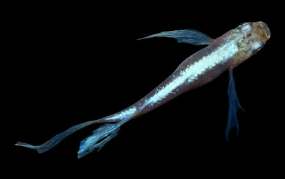 MEDAKA MIYUKI LONGFIN 2.7-3 CM