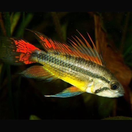 APISTOGRAMMA CACATUOIDES DOUBLE-RED 3-4CM