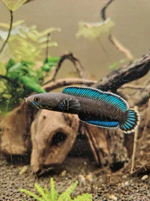 CHANNA ANDRAO 5-7CM