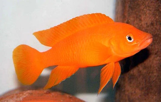 NEOLAMPROLOGUS LELEUPI ORANGE 3-4CM