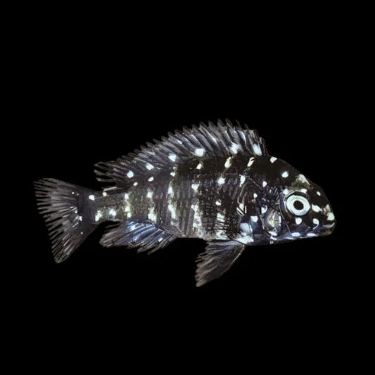 TROPHEUS DUBOISI 3-4CM