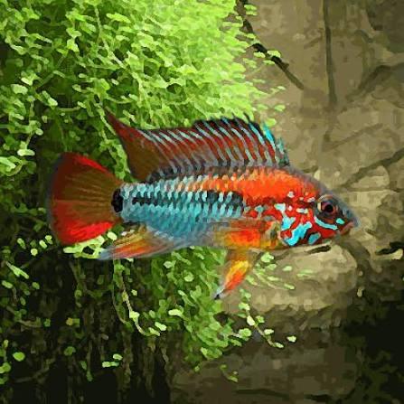 APISTOGRAMMA MACMASTERI 3-4CM