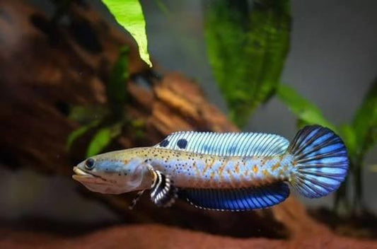 CHANNA PULCHRA 5-7CM
