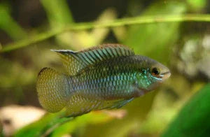 LAETACARA CURVICEPS 3-3.5 CM