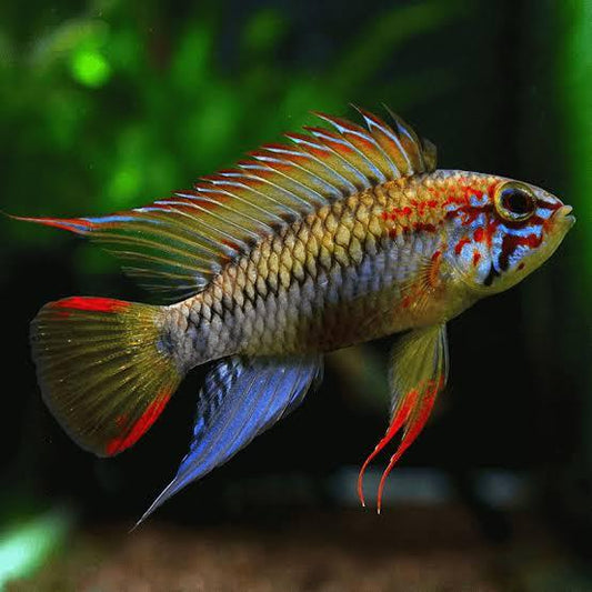 APISTOGRAMMA VIEJITA 3-4CM