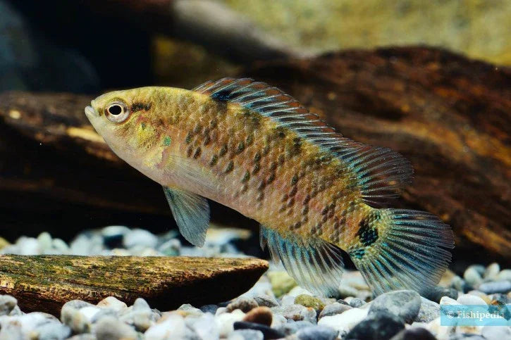BADIS BADIS 2-2.5CM