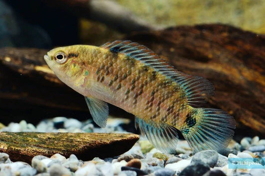 BADIS BADIS 2-2.5CM