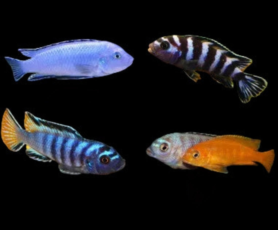 PSEUDOTROPHEUS SP.MIX 4-5CM