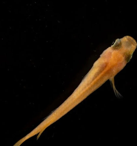 Oryzias latipes "Yokihi" ( Medaka yokihi ) orange claire