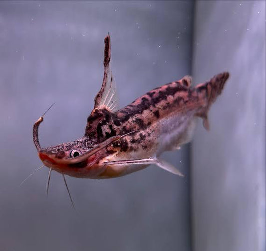 TRACHELYOPTERUS FISHERI 4.5-5.5CM
