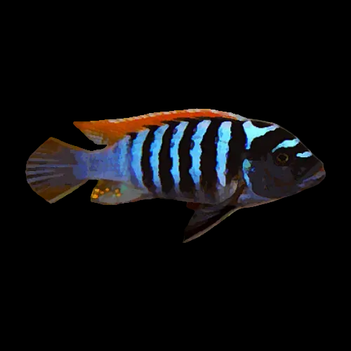 PSEUDOTROPHEUS ZEBRA RED BLUE 4-5CM