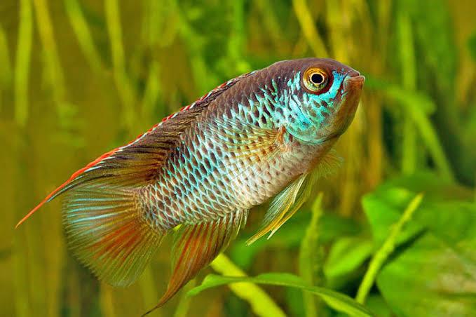 NANNACARA ANOMALA 2-3CM