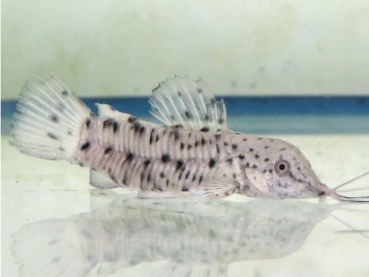 Megalechis (Hoplosternum) thoracata Elevage (4-5cm)