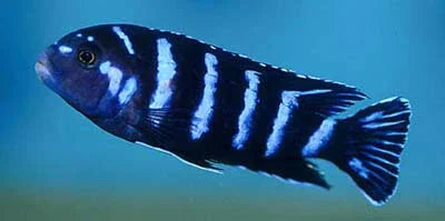 PSEUDOTROPHEUS DEMASONI 3-4CM