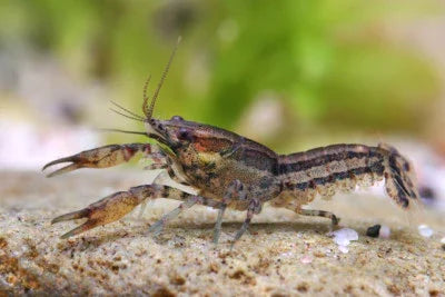 CAMBARELLUS TEXANUS 1.2-2CM