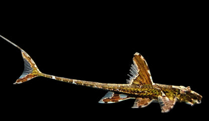 LORICARIA FILAMENTOSA 6-8cm