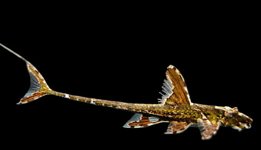 LORICARIA FILAMENTOSA 6-8cm