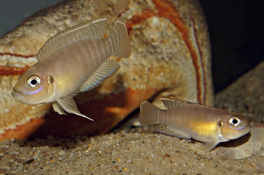 NEOLAMPROLOGUS BREVIS 2.5-3CM