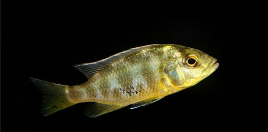 NIMBOCHROMIS VENUSTUS 3-4CM