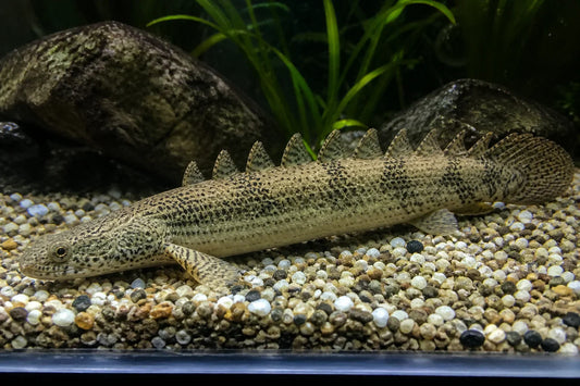 POLYPTERUS SENEGALUS 5-6CM