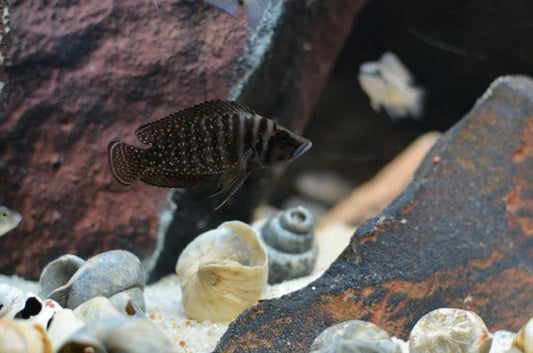 ALTOLAMPROLOGUS CALVUS BLACK 3.5-4CM
