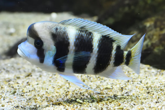 CYPHOTILAPIA FRONTOSA 3-4CM