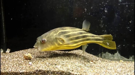 TETRAODON LINEATUS 2-2.5CM