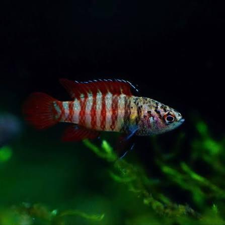DARIO SP.BLACK TIGER 1-1.5CM