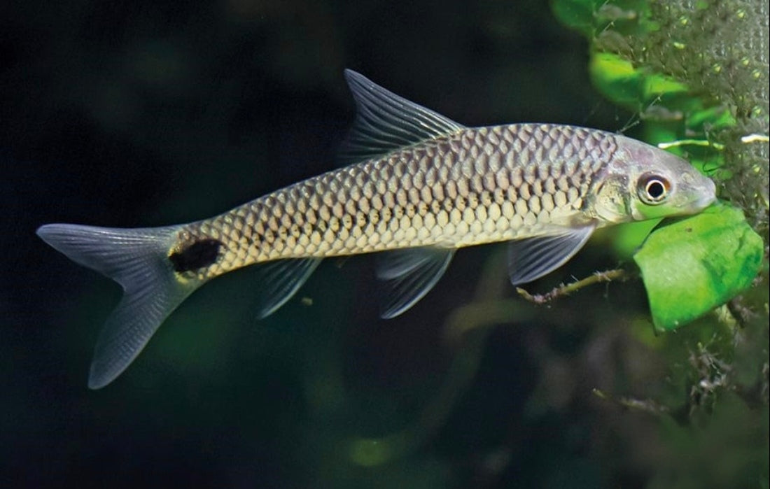 CROSSOCHEILUS RETICULATUS 3.5-4CM