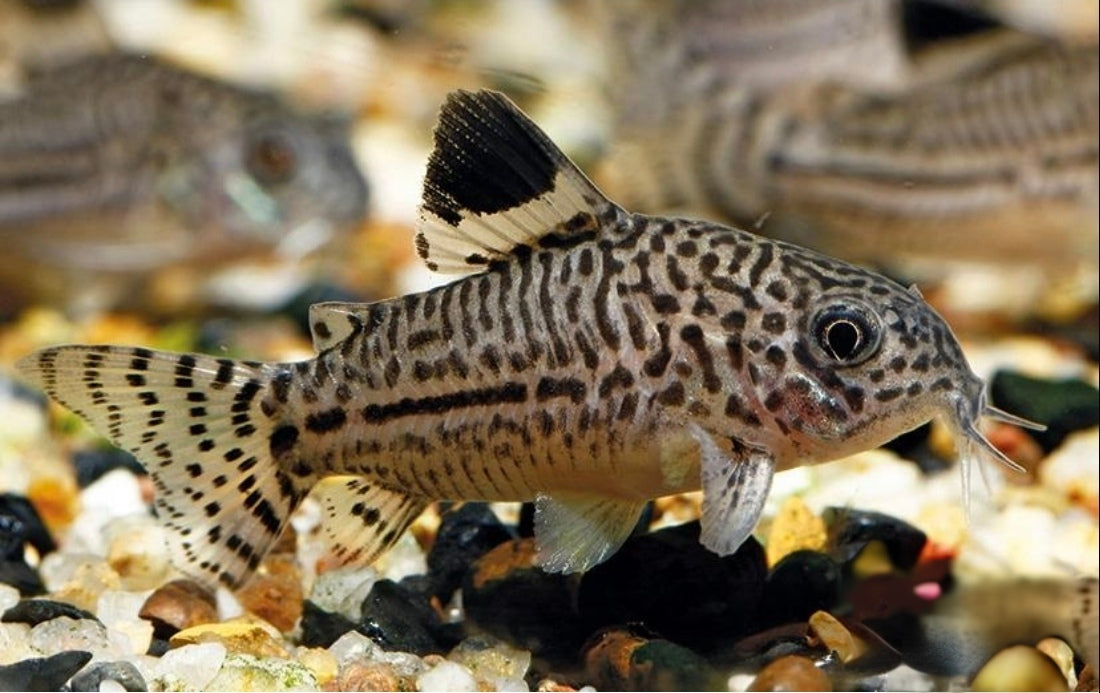 CORYDORAS JULII 2.5-3CM